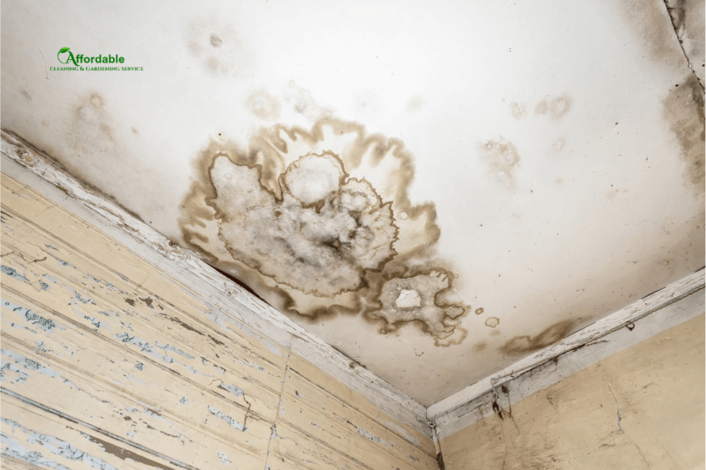 Cleaning black mould on ceiling